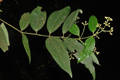 Cinnamomum malabatrum